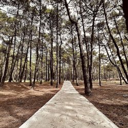 Bosque Pinamar