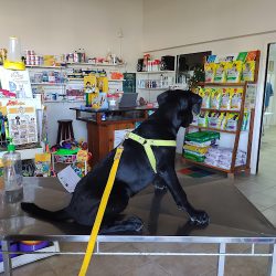 Clínica Veterinaria Fronza