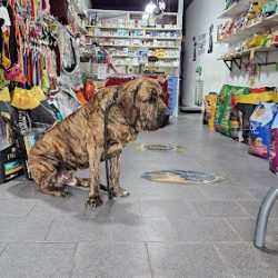 El Gran Danes Veterinaria