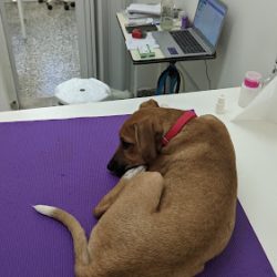 Espacio Animal Veterinaria