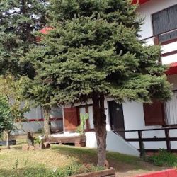 Hostería El Bosque