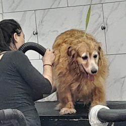 Patitas Al Agua Peluquería Canina
