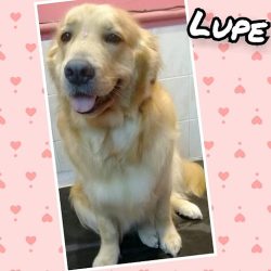 Peluquería Canina Chic!
