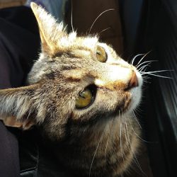 Veterinaria Clínica Mascotas Del Pinar