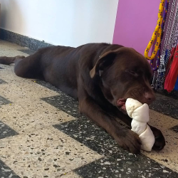 Veterinaria El Badajo