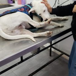 Veterinaria El Regreso