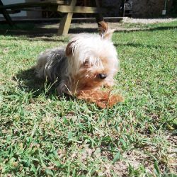Veterinaria La Aguada - Dr. Daniel Germán Carmelini