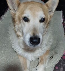Veterinaria Saez Norte