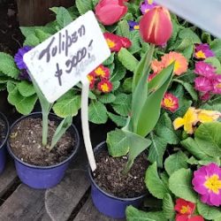 Vivero La Marca